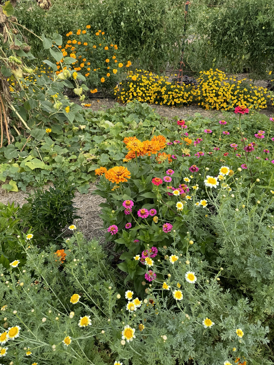 Abundant flower garden