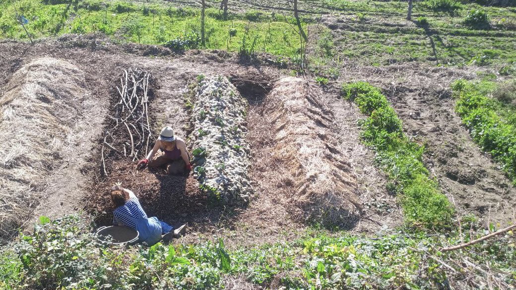 Garden beds being cultivated